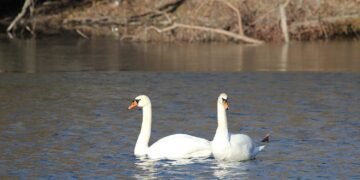 Юбилейното 50-то среднозимно преброяване на зимуващите водолюбиви птици ще се проведе от 15 до 18 януари