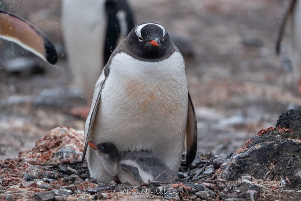 Възрастен пингвин пази малкото си под тялото си в антарктическа колония, за да го защити от студа и вятъра