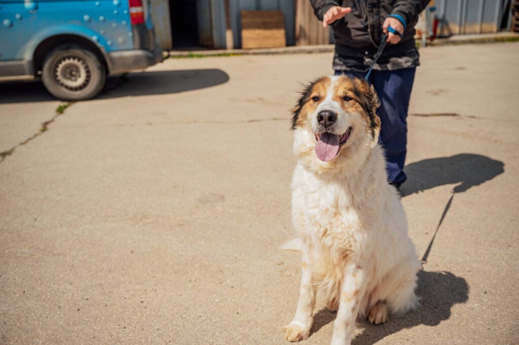 Биги – голямо куче от общинския приют за безпризорни животни в Каменар