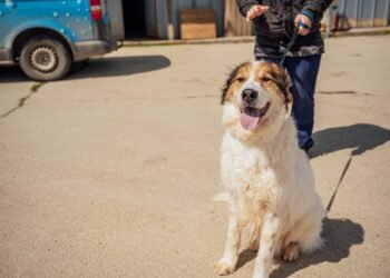 Биги – голямо куче от общинския приют за безпризорни животни в Каменар