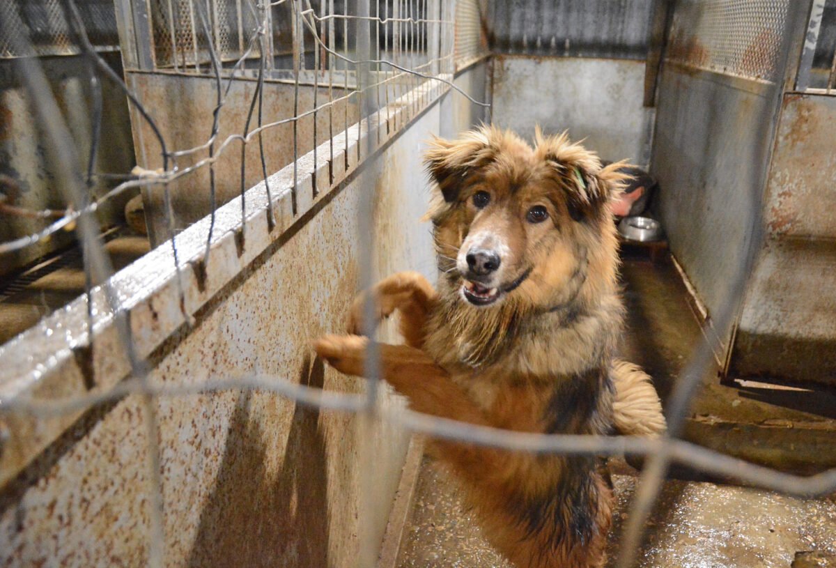 Кучета от Общинския приют в село Каменар търсят дом на Деня на осиновяването