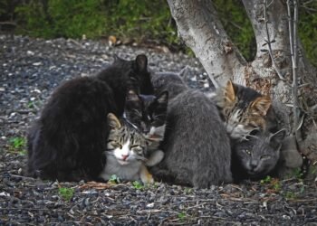Лъки Хънт: Студът е огромно изпитание за бездомните животни! Подкрепяйте хората, които се грижат ежедневно за тях!