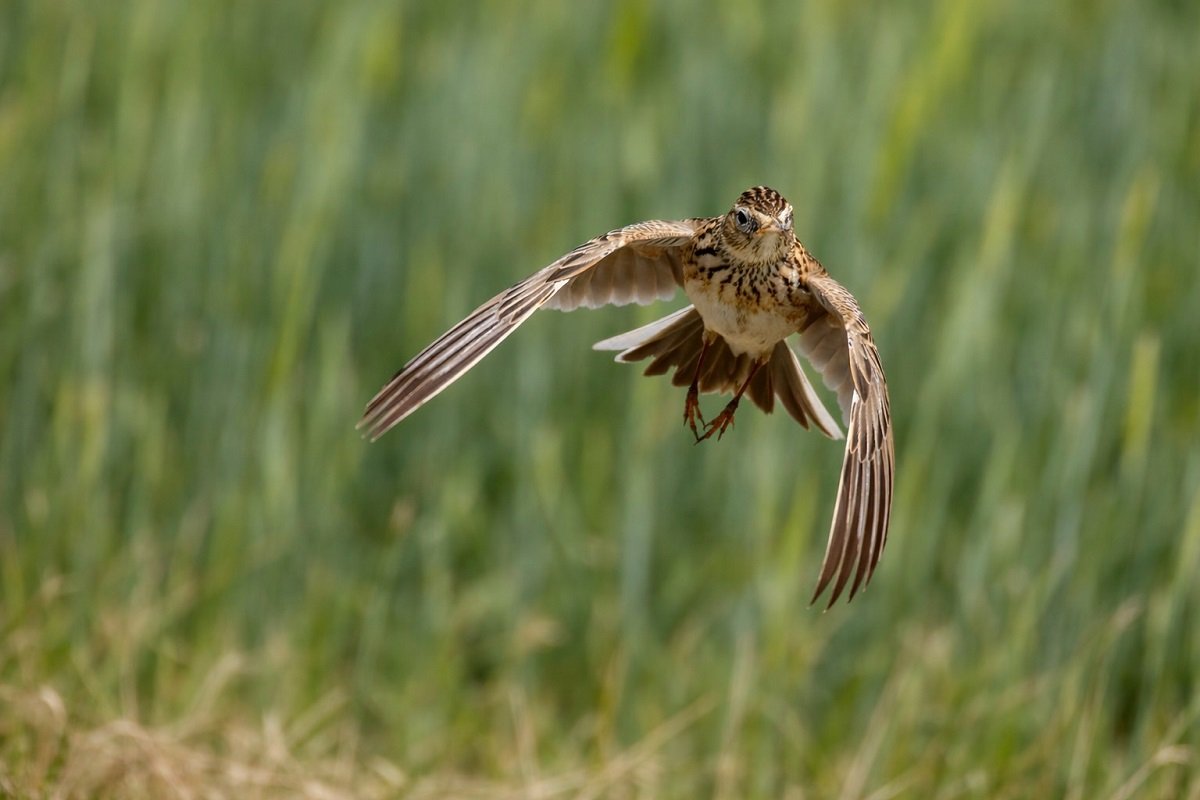 Реалистично изображение на чучулига в полет над зелена тревна растителност, с разперени крила и ясно видими детайли на оперението, заснето при естествена светлина в хоризонтална композиция.