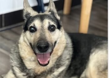 Търси се спешно дом за кученце, чиято стопанка се бори с тежка диагноза