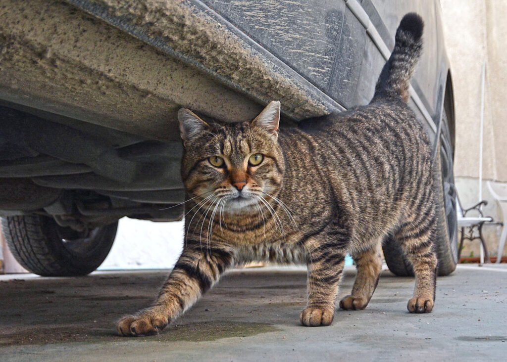 Доброволец транспортира безстопанствена котка до ветеринарна клиника във Варна по програмата за кастрация на Община Варна