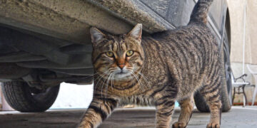 Доброволец транспортира безстопанствена котка до ветеринарна клиника във Варна по програмата за кастрация на Община Варна