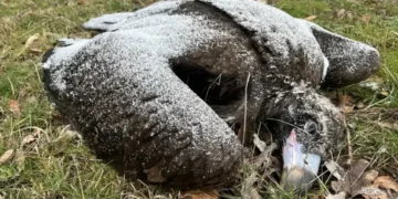 Черният лешояд (картал) – световно застрашен вид, част от програмата за завръщането му в България.