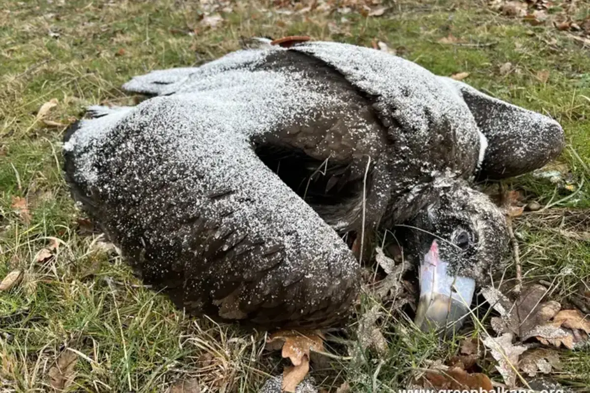 Черният лешояд (картал) – световно застрашен вид, част от програмата за завръщането му в България.