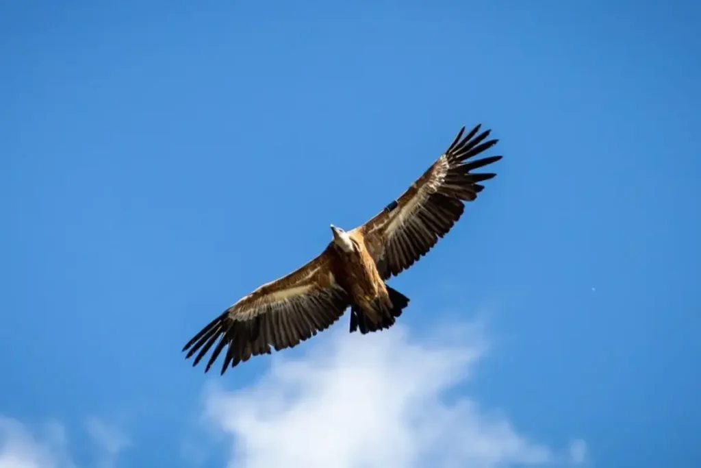 Белоглави лешояди, събрани за нощувка в Източните Родопи по време на преброяването през ноември 2025 г.