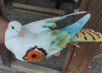 Гълъбовъд пуска високолетящи гълъби по време на кампанията „Високо и безопасно“ за намаляване на конфликтите с хищни птици.