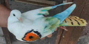 Гълъбовъд пуска високолетящи гълъби по време на кампанията „Високо и безопасно“ за намаляване на конфликтите с хищни птици.