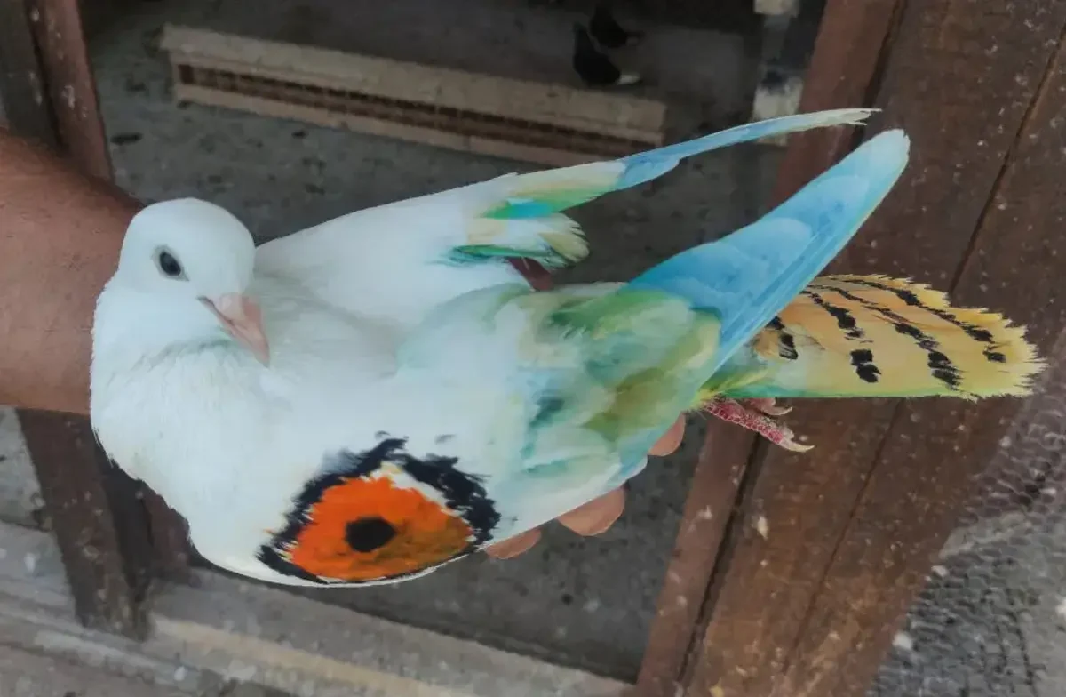 Гълъбовъд пуска високолетящи гълъби по време на кампанията „Високо и безопасно“ за намаляване на конфликтите с хищни птици.