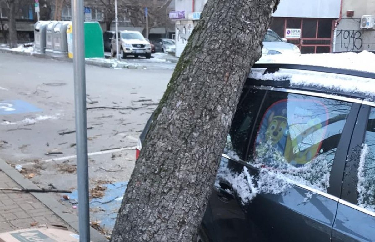 Паднало дърво на улица във Варна след силен вятър, отстранено от аварийни екипи