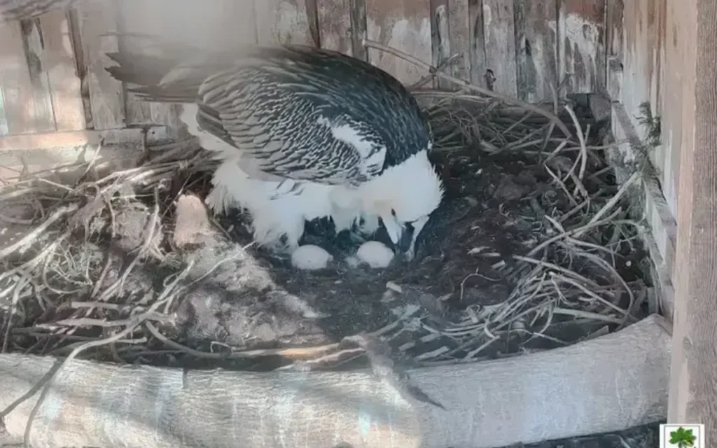 Размножителната двойка брадати лешояди в Спасителния център на „Зелени Балкани“, която мъти двете си яйца.