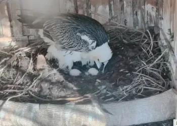 Размножителната двойка брадати лешояди в Спасителния център на „Зелени Балкани“, която мъти двете си яйца.