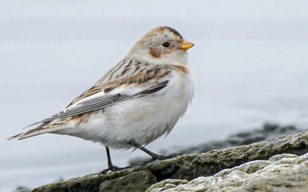 Зимуващи водолюбиви птици в българска влажна зона през януари