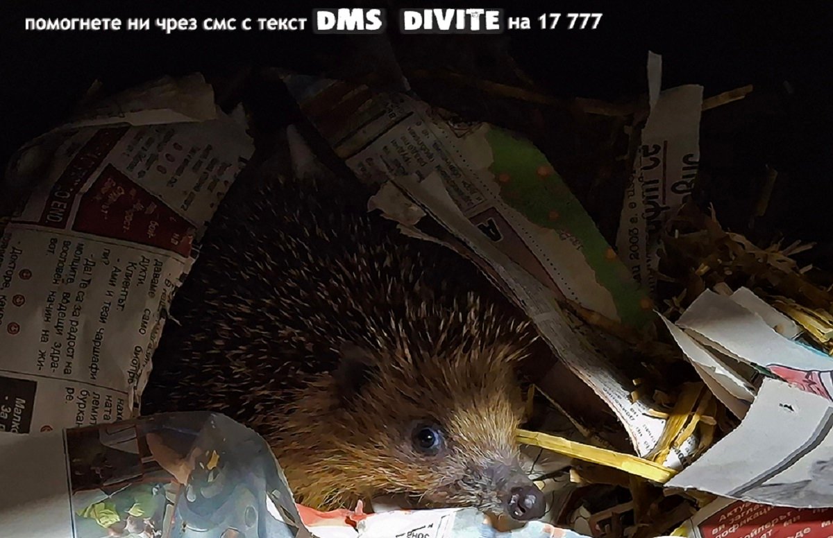 Таралеж по време на зимно лечение в спасителен център за диви животни