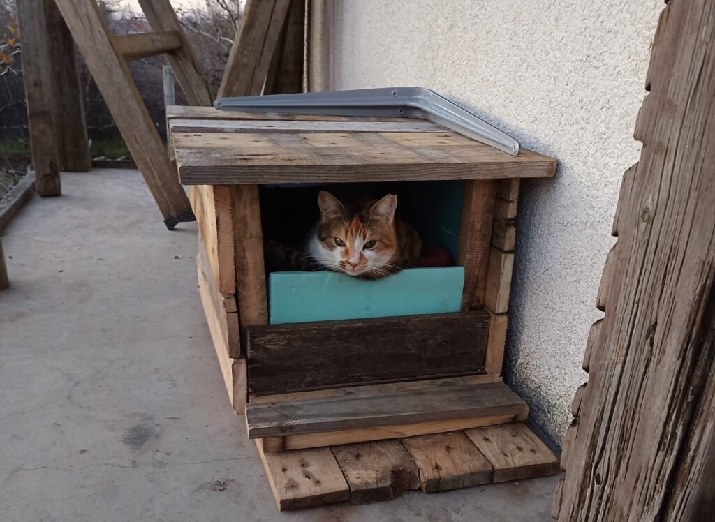 Инициатива в село Звездица за къщички за бездомни животни