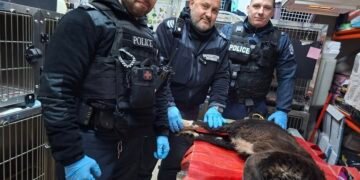 Има ли желание, има и начин: Ранено куче обедини граждани и институции в Бургас