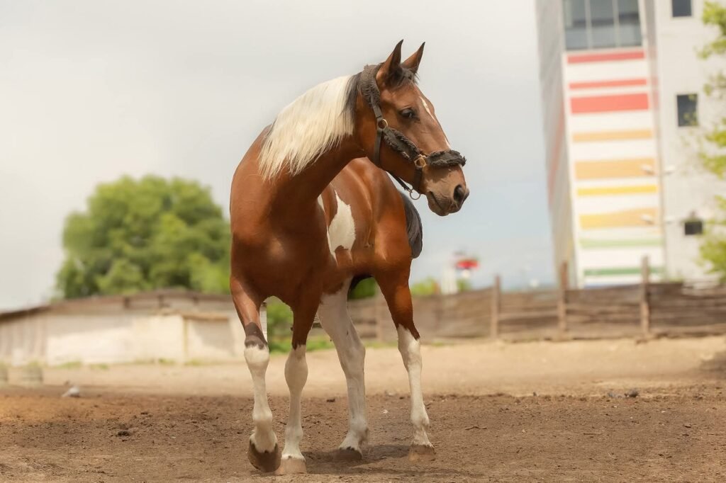Кон в КСК „Фанагория“ в Аспарухово