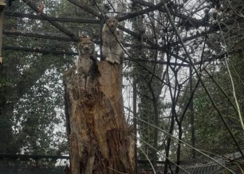 Рисовете Севар и Вихра във Варненския зоопарк – победители в конкурса „Двойка на годината“