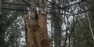 Рисовете Севар и Вихра във Варненския зоопарк – победители в конкурса „Двойка на годината“