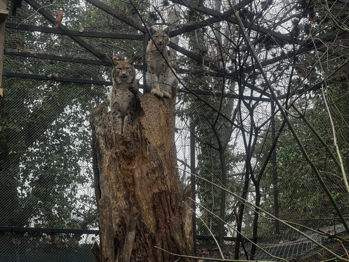 Рисовете Севар и Вихра във Варненския зоопарк – победители в конкурса „Двойка на годината“