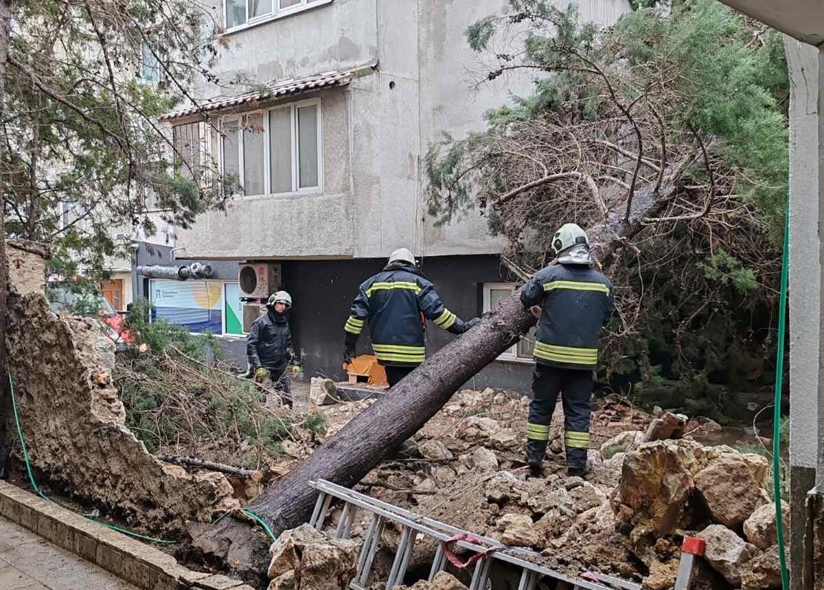 Пожарникари отстраняват паднало дърво след бурен вятър във Варненско
