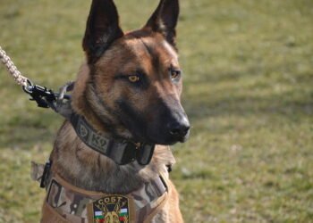 На училище за кучета: Белгийските овчарки – антитерористи Булет и Чили отиват на обучение в Германия