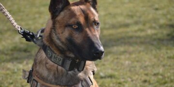 На училище за кучета: Белгийските овчарки – антитерористи Булет и Чили отиват на обучение в Германия