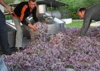 Екстракт от български люляк с висок потенциал за козметичната индустрия