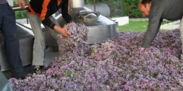 Екстракт от български люляк с висок потенциал за козметичната индустрия