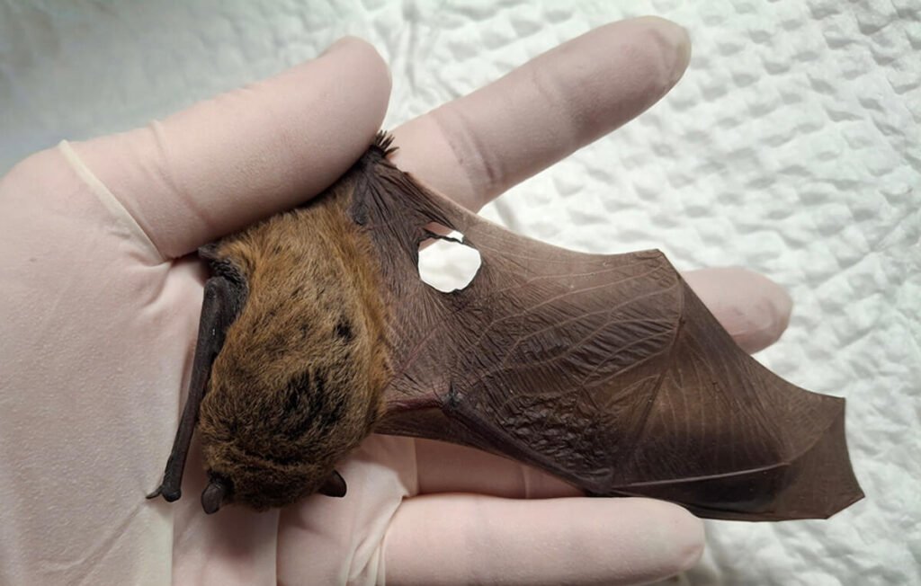 Прилеп в безпомощно състояние, открит през зимата