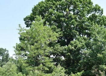 Нови четири вековни дървета са обявени за защитени