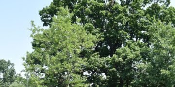 Нови четири вековни дървета са обявени за защитени