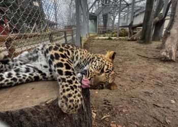 Малката леопардка Вики във Варненския зоопарк – снимка преди и сега