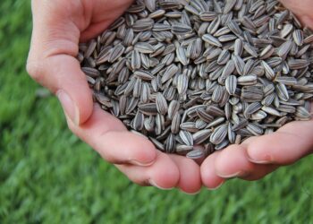 400 000 тона аржентински слъноглед пристигат на пристанище Варна, родните зърнопроизводители са силно притеснени (ВИДЕО)