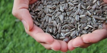 400 000 тона с аржентински слъноглед пристигат на пристанище Варна, родните зърнопроизводители са силно притеснени (ВИДЕО)