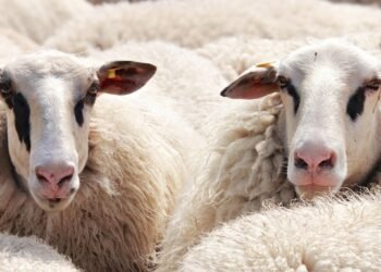 Задържаха двама, откраднали 20 овце от частен имот в землището на село Бистра