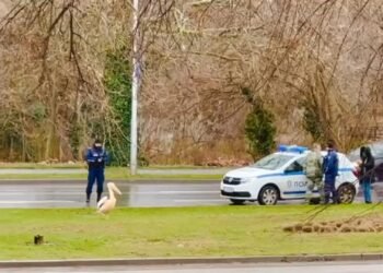 Пеликанът Стойчо? Перната знаменитост се появи на булевард във Варна