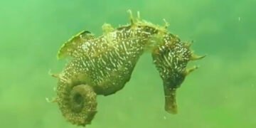 Морското конче в Черно море: рядък символ под заплаха от замърсяване