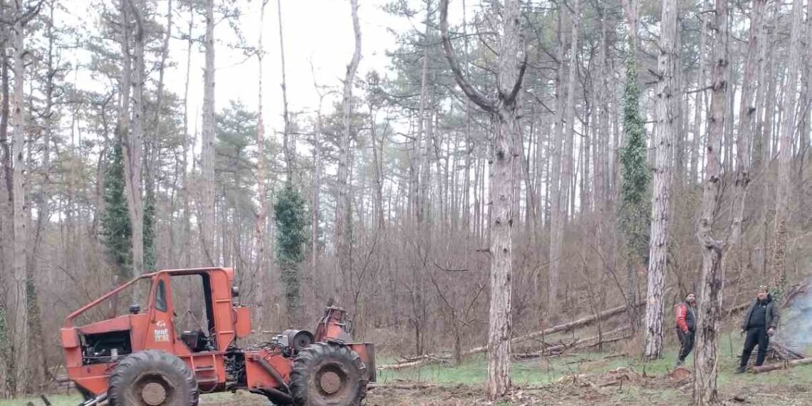 Сеч в гората на „Аспарухово“ предизвика напрежение – институциите: има издадени разрешения