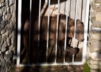 Кафявите мечки Гордо и Флоренция след пристигането им в ПАРК ЗА МЕЧКИ Белица