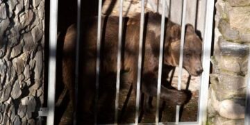 Кафявите мечки Гордо и Флоренция след пристигането им в ПАРК ЗА МЕЧКИ Белица