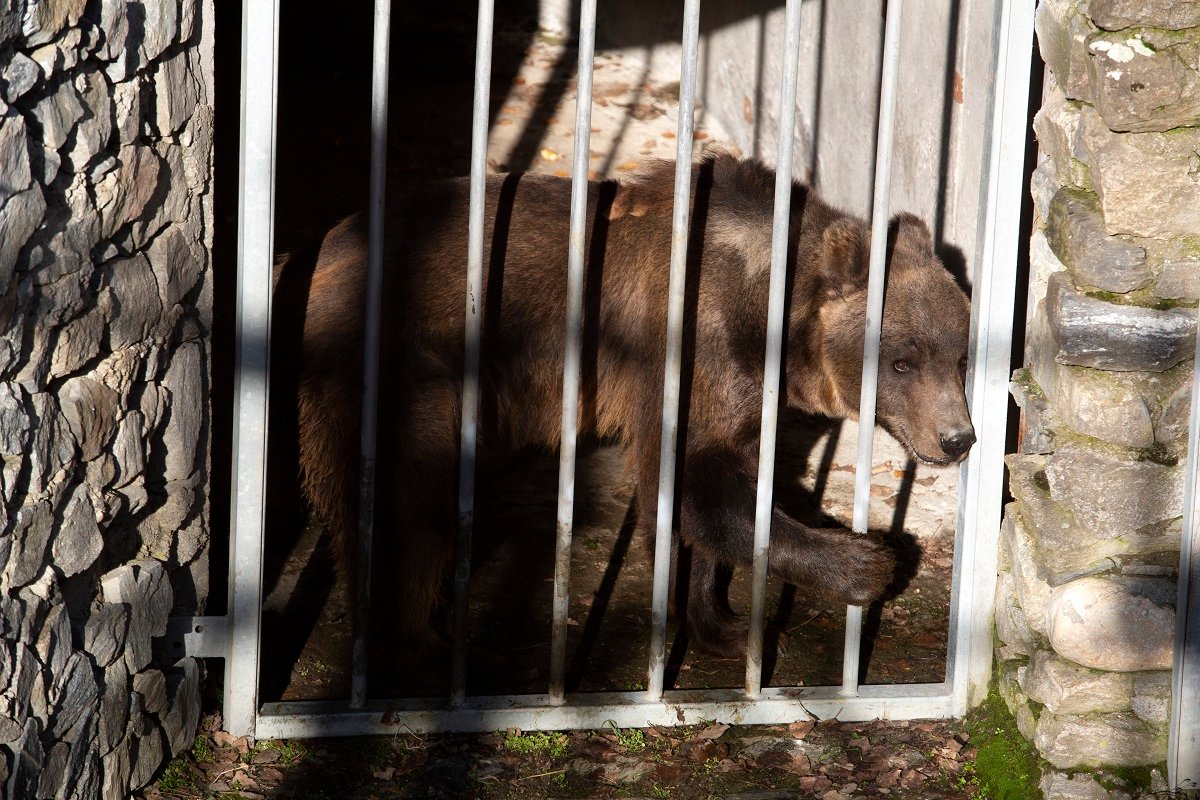 Кафявите мечки Гордо и Флоренция след пристигането им в ПАРК ЗА МЕЧКИ Белица