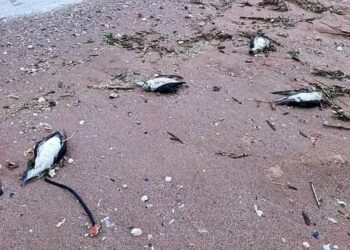 ОЦОСУР Варна: Мъртвите птици и делфини край Шабла са загинали в рибарски мрежи