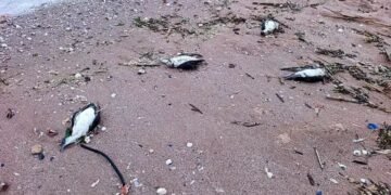 ОЦОСУР Варна: Мъртвите птици и делфини край Шабла са загинали в рибарски мрежи