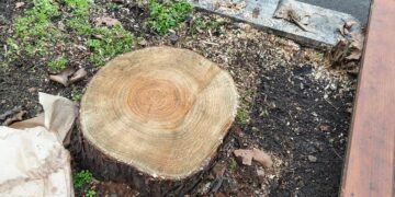 Дървета се режат, раните остават: какво се случва със зелената система на Варна