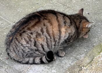 Опашата майчица отново остана без дечицата си, родени в кашонче във “Владиславово”