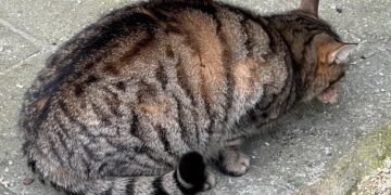 Опашата майчица отново остана без дечицата си, родени в кашонче във “Владиславово”